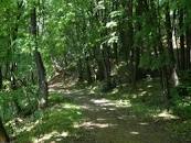 Read more about the article Drvo po drvo,šuma